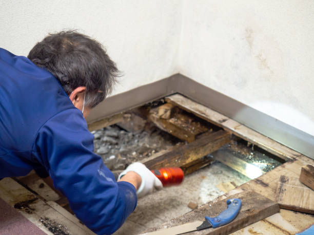 Best Residential Mold Removal  in Mountain Lodge Park, NY
