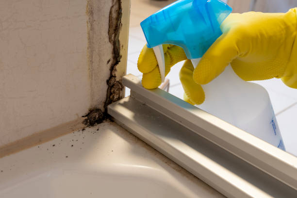 Best Mold Cleaning Services  in Mountain Lodge Park, NY