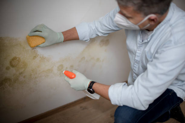 Best Local Mold Removal Service  in Mountain Lodge Park, NY