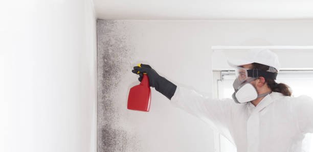 Best Professional Mold Removal  in Mountain Lodge Park, NY