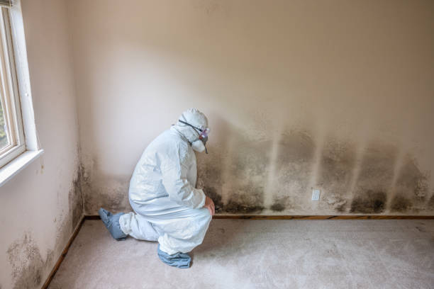 Best Toxic Mold Removal  in Mountain Lodge Park, NY