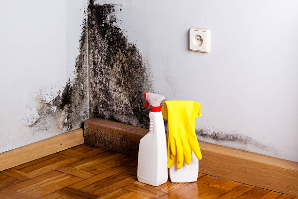 Best Office Mold Removal Services  in Mountain Lodge Park, NY
