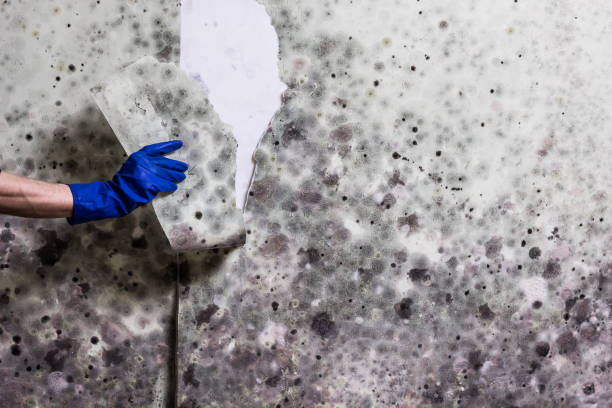 Best Same-Day Mold Removal  in Mountain Lodge Park, NY